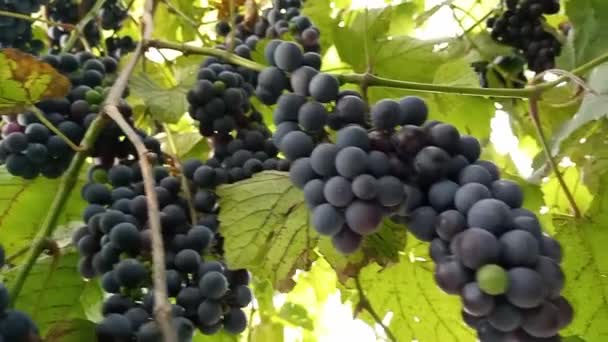 ブルーブドウと葉のストックビデオ 収穫と家庭のワイン醸造のフルHdクリップ — ストック動画