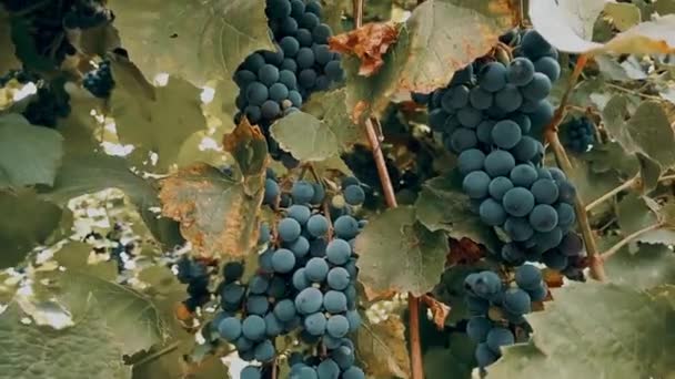 Filmik Niebieskimi Winogronami Liśćmi Full Klip Zbiorów Produkcji Wina Domowego — Wideo stockowe