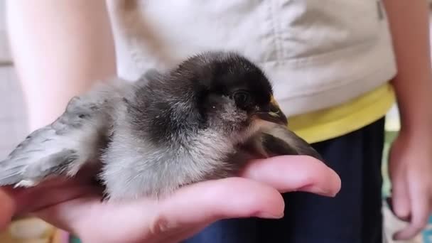 Девушка Показывает Номер Гадит Чёрному Цыпленку Понятие Любви Животным Симпатичная — стоковое видео