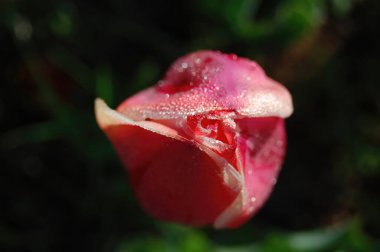 Bu narin pembe gül tomurcuğu, çiğ damlacıklarıyla parıldıyor, canlı yeşil yapraklar arasında gururla duruyor, bir bahçede huzurlu bir sabahın özünü yakalıyor..