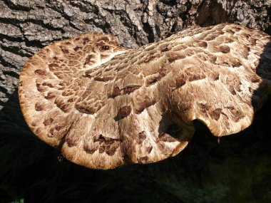 Benzersiz dokusu ve şekli ile karakterize edilmiş büyük kahverengi bir mantar canlı bir ormandaki ağaç gövdesinin kenarına bağlıdır. Güneş ışığı onun karmaşık detaylarını aydınlatır..