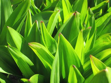 Canlı yeşil yapraklar bir bahçe ortamında güneş ışığına doğru uzanıyor ve öğleden sonra ışığında bitkilerin tazeliğini ve sağlığını vurguluyor..