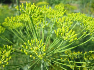 Yeşil bir dereotunun tomurcukları baharın sonlarında yemyeşil bir bahçede sergilenir. Hassas yapı bitkilerin hayat dolu yaşamını ve aşçılık potansiyelini vurguluyor..