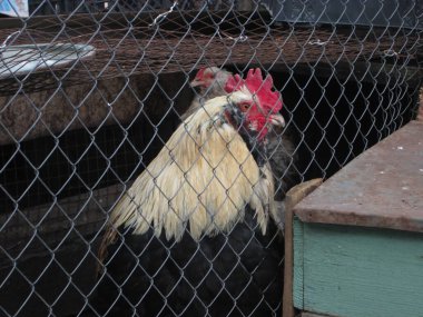 Beyaz ve siyah tüylü ayırt edici bir horoz, canlı kişiliğini vurgulayarak, bir çiftlikte ahşap bir yapının yanında dururken çevresini gözlemler..