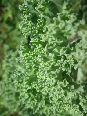 Bereketli kıvırcık lahana yaprakları güneşli bir bahçede gelişir, canlı yeşil renkleri ve dokulu kenarları sıcak yaz mevsiminde taze ürünlerin görsel olarak çekici bir görüntüsünü oluşturur..