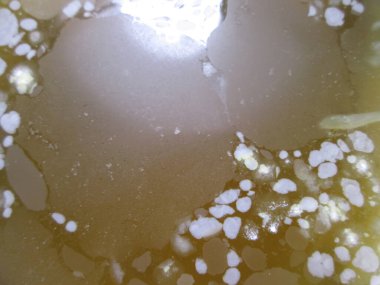 Detaylı bir inceleme, laboratuvar ortamında parlak ışıkla aydınlatılan ve bilimsel önemini vurgulayan farklı şekillere ve dokulara sahip biyolojik bir örnek ortaya koyuyor..