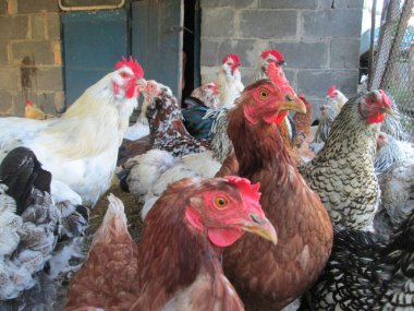 Farklı cinslerden bir grup tavuk bir ahırın yakınında toplanır, sıcak öğleden sonra ışığında renk ve desenlerin karışımını göstererek, canlı etkileşimlerini vurgularlar..