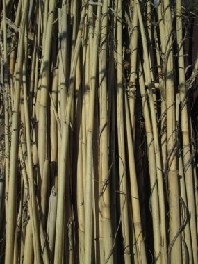 Kurumuş saz sapları kırsal bir alanda bir araya toplanmış. Öğleden sonra güneş ışığı, sakin bir ortamda sonbahar hasadını vurgulayarak doğal dokuları vurguluyor..