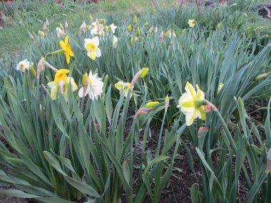 Bir bahar bahçesinde çeşitli nergisler açar, yeşil yaprakların arasında parlak sarı ve beyaz yapraklar sergilenir. Çiçekler çimlerin arasından yükselir güneşli bir öğleden sonra.