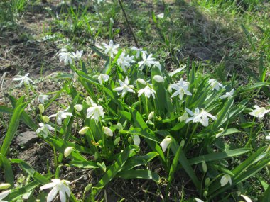 Narin beyaz çiçekler, huzurlu bir tarlada yemyeşil çimenler arasında çiçek açıyor. Baharın erken dönemlerinin güzelliğini ve doğanın canlılığını vurguluyor..