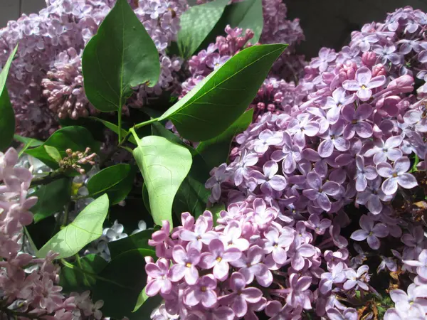 stock image Bright sunlight illuminates a cluster of lilac flowers and lush green leaves, highlighting the intricate details and colors of springs floral beauty.