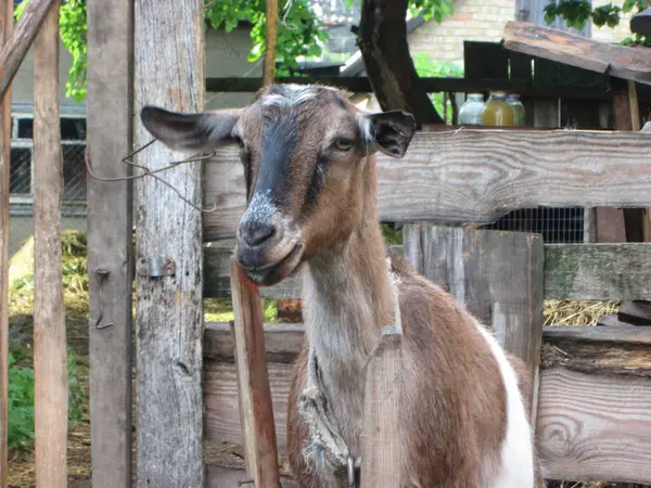 stock image The goat stands calmly in a rustic barn, surrounded by wooden fences and greenery, enjoying a sunny afternoon in a peaceful rural environment, displaying its curious personality.