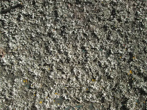 Stock image A close-up view reveals a textured surface of lichen growing on rocks in a shaded forest. Sunlight filters through leaves, highlighting the diverse colors and intricate patterns on the surface.