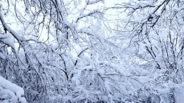 Durgun bir orman yoğun karla kaplıdır, dalları ağır yüklüdür ve ağırlık altında bükülür.. 