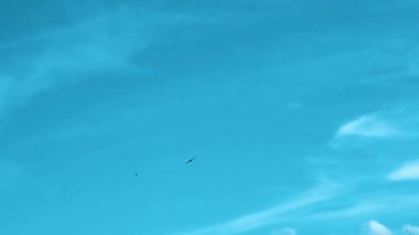 Mavi gökyüzünde uçan bir kuş. Doğa videosunu tam HD ile yükle.