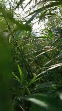 Kenevirle çalıların arasından uçmanın dikey videosu. Çerçeveler arasında yeşil yaprakların karışımıyla kenevirden geçişe geçen görüntüler. Sosyal ağlar için mobil biçim.