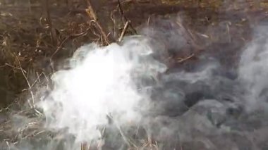 Dumanı tüten dallar alev alır. Ful HD kundaklamasının stok videosu