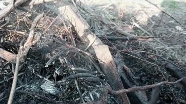 Rüzgâr tarafından farklı yönlerde duman çıkıyor. Yanan eski dallar. Dumanı tam HD ile stok video