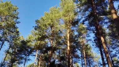 Bu büyüleyici an yükselen çam ağaçlarını yakalar canlı mavi gökyüzüne uzanır, yemyeşil bir ormanda sakin bir atmosfer yaratır..