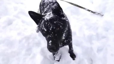 Kış harikalar diyarında, meraklı bir köpek neşeyle derin karda oynar kuyruğu heyecanla sallanır..