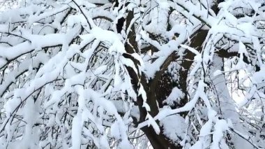 Huzurlu bir orman taze karla kaplanarak manzarayı huzurlu bir kış harikalar diyarına dönüştürür..