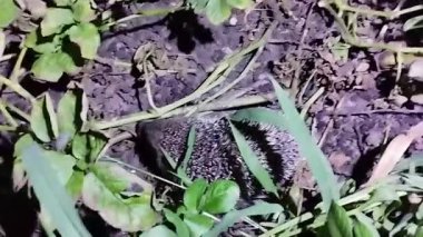 Bir kirpinin geceleyin bahçeyi karıştırdığı ve çeşitli bitkilerin arasında sessizce hareket ettiği görülmektedir. Gece ayarı yumuşak ay ışığıyla aydınlatılır, hayvanları aydınlatır..