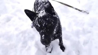 Kış harikalar diyarında, meraklı bir köpek neşeyle derin karda oynar kuyruğu heyecanla sallanır.. 