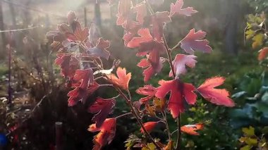 Güneş sabahın erken saatlerinde doğarken, huzurlu bir bahçedeki canlı sonbahar yapraklarının üzerine sıcak bir parıltı saçar. Yeşilliklerin zengin kırmızı ve portakalları yumuşak ışığa karşı güzel bir şekilde duruyor..