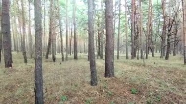 Sabahın erken saatlerinde yemyeşil bir ormanda huzurlu bir yolculuk. Güneş ışığı uzun ağaçların arasından yavaşça süzülür, dingin atmosferi aydınlatır.. 