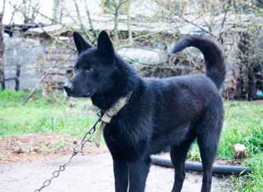Kırsal bir alanda, bir zincirin üzerinde duran siyah bir köpek..
