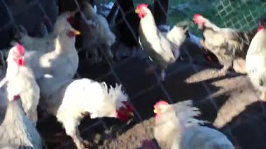 Güneş doğarken, canlı bir grup tavuk yuvalarından çıkar, kanatlarını çırparak ve çevrelerini keşfederler. Atmosfer gıdaklama ve gıdaklamalarla doludur.