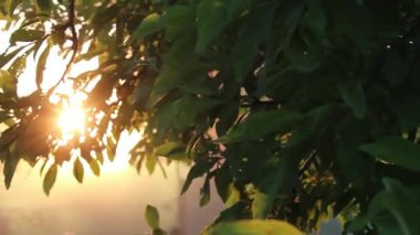 Güneş batarken, altın ışınlar yemyeşil yaprakların arasından süzülüp doğada sakin bir atmosfer yaratırlar. Sakin bir ortam, dinlenmek ve gün gibi düşünmek için mükemmel bir zemin sağlar.