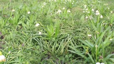 Sayısız kır çiçeğiyle dolu canlı bir tarla, rüzgarda hafifçe sallanırken beyaz taç yapraklarını sergiliyor. Yeşillik zengin ve davetkar. Doğanın güzelliğini vurguluyor.