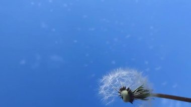 Mavi gökyüzünde dağınık karahindiba tohumları. Doğanın güzelliği ile stok ışığı videosu. Karahindiba ve kuş tam HD mesafede uçuyor..
