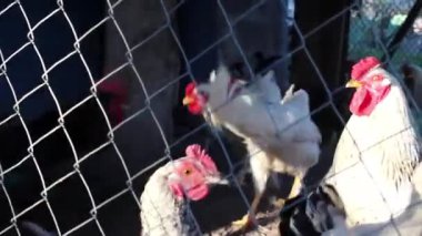 Bir tavuk sürüsü şafak vakti canlı bir çiftlikte çevresini keşfeder. Tavuklar, çeşitli renkler ve cinslerle, yeri gagalarlar ve doğal, huzurlu bir ortamda birbirleriyle etkileşirler.