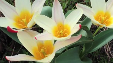 Zarif kırmızı uçlu sarı ve beyaz laleler canlı bir bahçede çiçek açar. Bahar güneşi parlarken, çiçekler serinletici meltemde hafifçe sallanıyor, sersemletiyor