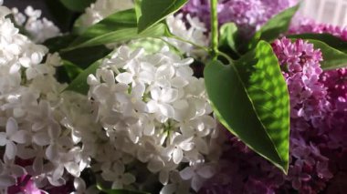 Yakın çekim, güneşli bir bahçede yetişen leylak ve beyaz çiçekleri yakalar. Yumuşak taç yaprakları yemyeşil yapraklara karşı güzelce tezat oluşturuyor. Güneş ışığı yaprakların arasından süzülür