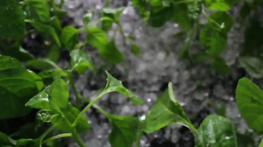 Yumuşak su yakınlarda akarken yemyeşil yaprakların parladığı huzurlu bir ortam oluşur. Sabah ışığı sihirli bir dokunuş ekler, canlı yaprakları aydınlatır ve dingin bir atmosfer yaratır. Bu...