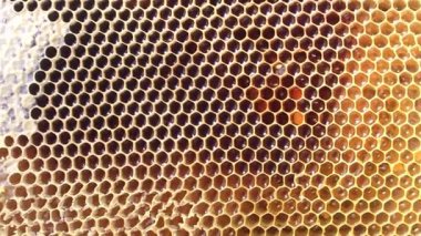 Bir bal peteğinin karmaşık dizaynını keşfedin, zengin, altın balla dolu altıgen hücrelerini sergileyin. Bu içerik arı kovanının güzelliğini ve mühendisliğini ön plana çıkarıyor.