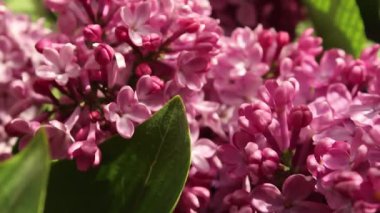 Zarif pembe taç yaprakları ve yemyeşil yapraklarıyla çiçek açan leylak çiçeklerinin göz kamaştırıcı gösterisine tanık olun. Yakın çekim, doğanın özünü çağrıştıran karmaşık ayrıntıları vurgular.