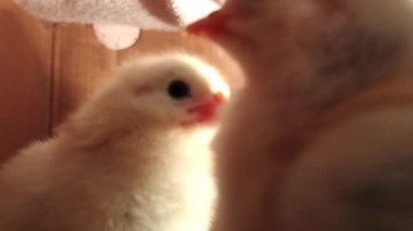 Kutuda koşan çok renkli tatlı piliçler. HD 'de tavuk yetiştirme videosu. Gelişmekte olan küçük bir kuş. Seçici odak.