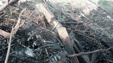 Rüzgâr tarafından farklı yönlerde duman çıkıyor. Yanan eski dallar. Dumanı tam HD ile stok video