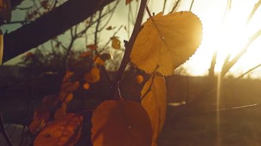 Ağaçta rüzgarlı sarı yapraklarla güzel bir sonbahar günbatımı. Metin eklemek için sonbahar örtüsü arka planına sahip stok videosu.
