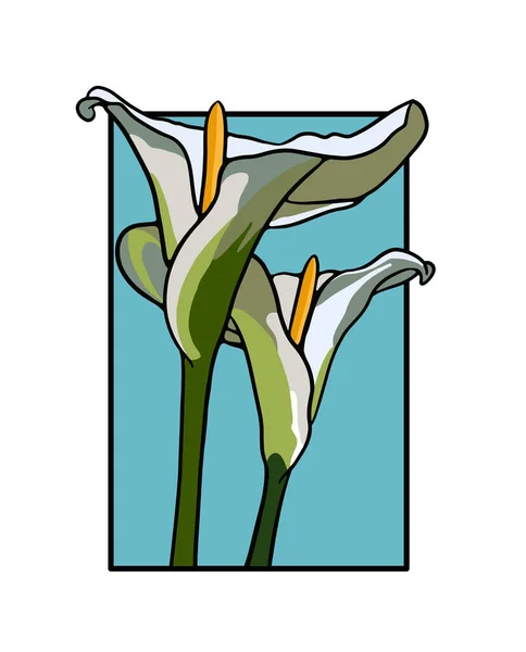 Izolovaná Bílá Calla Lilie Květiny Vektorové Ilustrace — Stockový vektor