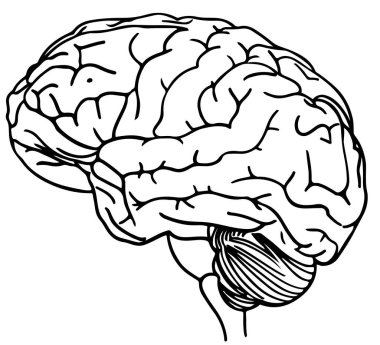 İzole edilmiş beyin çizimi vektör çizimi.