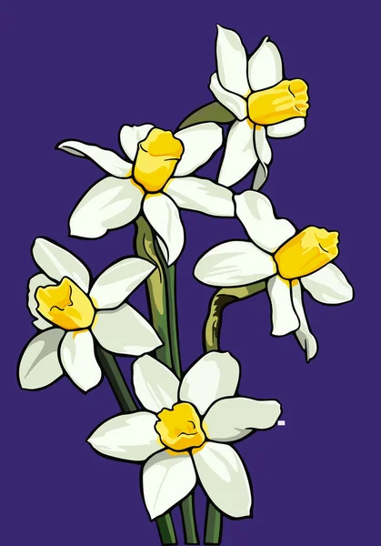 Izolovaná Ilustrace Vektoru Květin Narcisů — Stockový vektor