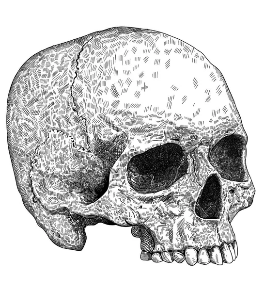 Caneta Tinta Figura Humana Crânio Ilustração — Vetor de Stock