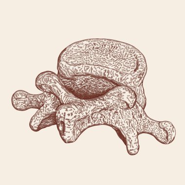 Klasik, kalem ve mürekkep tek bir omurga çizimi.