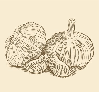 Klasik, kalem ve mürekkep, sarımsak çizimi.