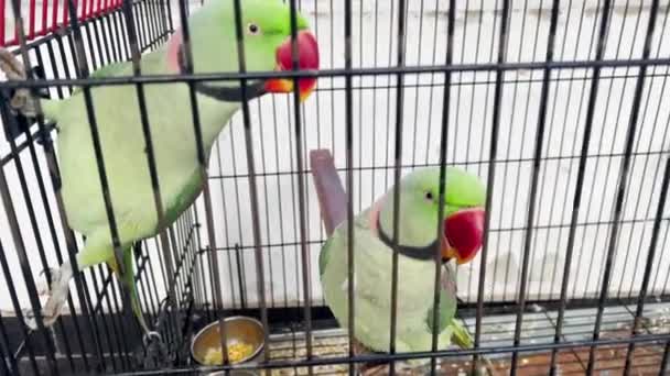 Kafesin Içinde Çıkış Yolu Arayan Iki Yeşil Papağan Görüntüsü Kuş — Stok video